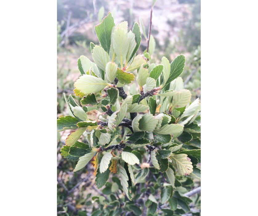 Mountain Mahogany
